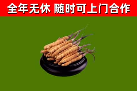 徐汇区烟酒回收冬虫夏草.jpg